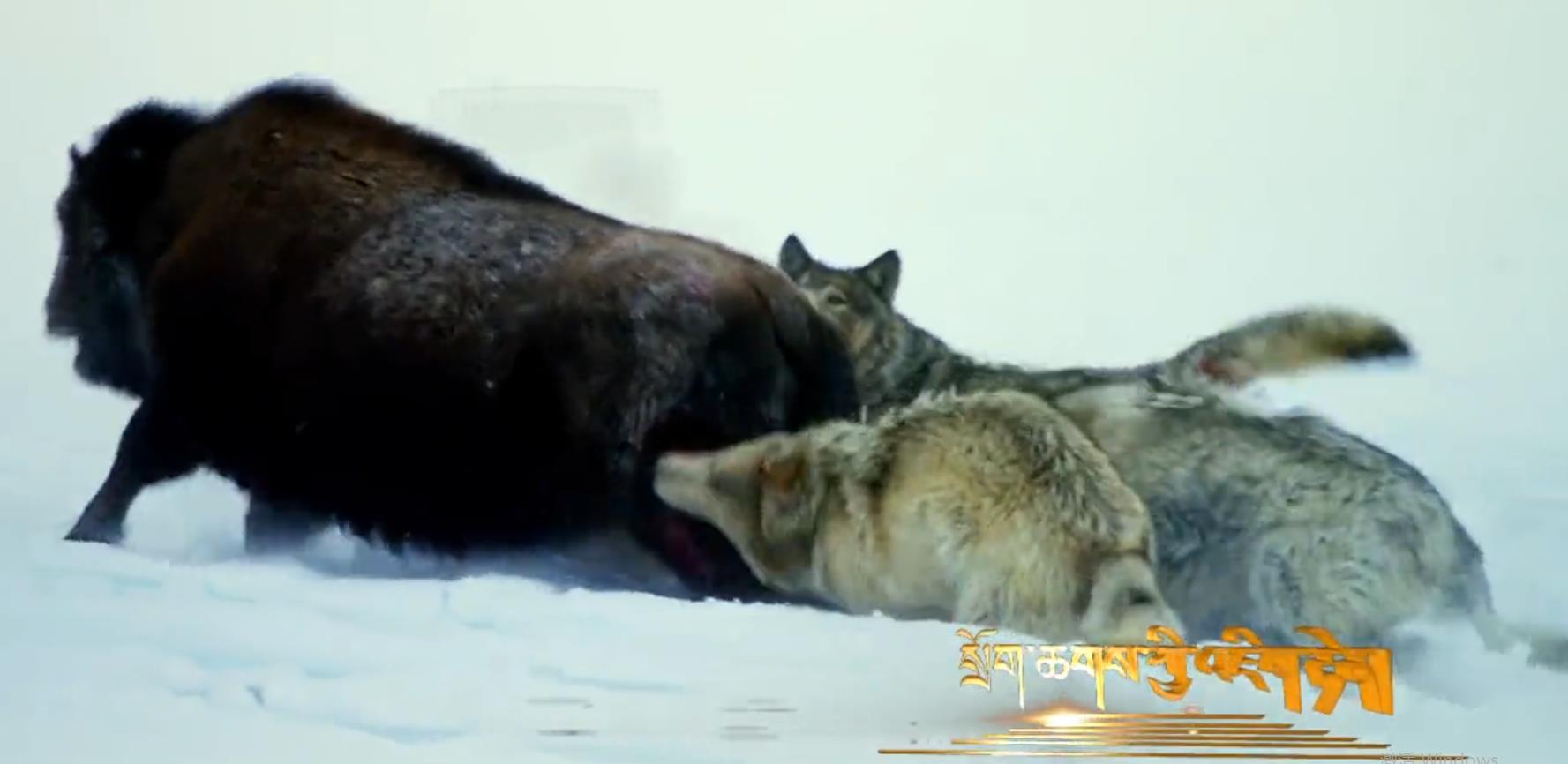 སྲོག་ཆགས་ཀྱི་འཇིག་རྟེན།